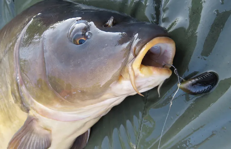 Gefangener Fisch mit einem Köder im Mund.