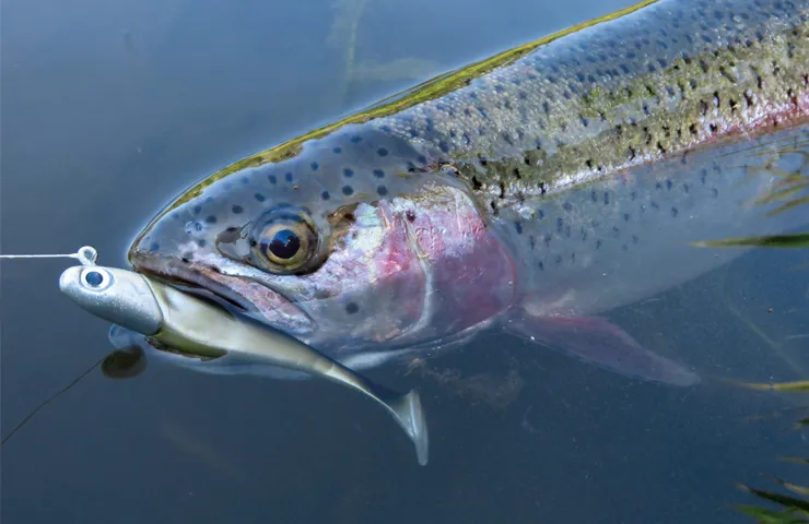 Fisch im See hat einen Köder im Maul.